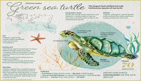 Green sea turtles enjoy the sun, sand at Hookipa | News, Sports, Jobs