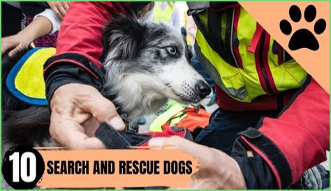 MHS alumnus part of rescue dog show | News, Sports, Jobs